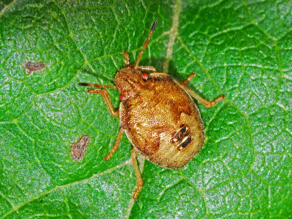 Una ninfa di Pentatomidae: Peribalus strictus